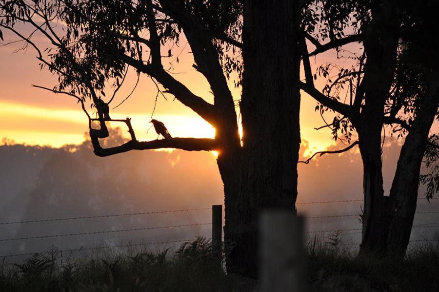 Tallawarra Homestead Tonimbuc Buitenkant foto