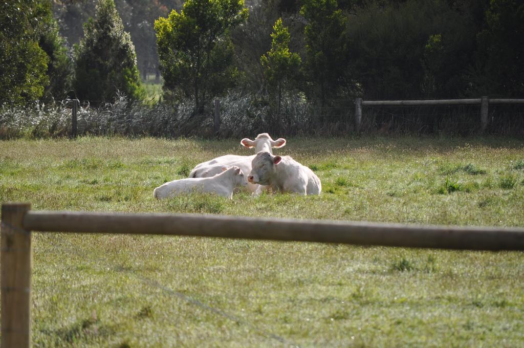 Tallawarra Homestead Tonimbuc Buitenkant foto